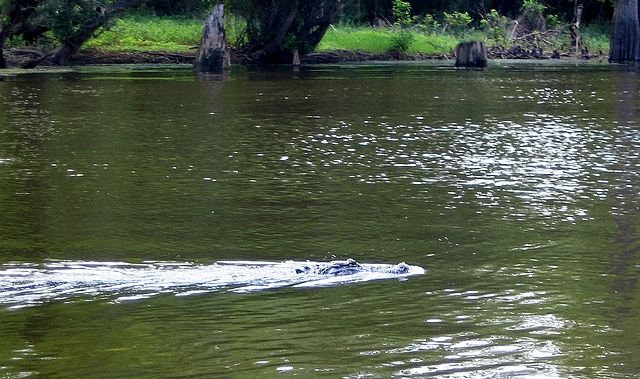 20060622090253 Gator